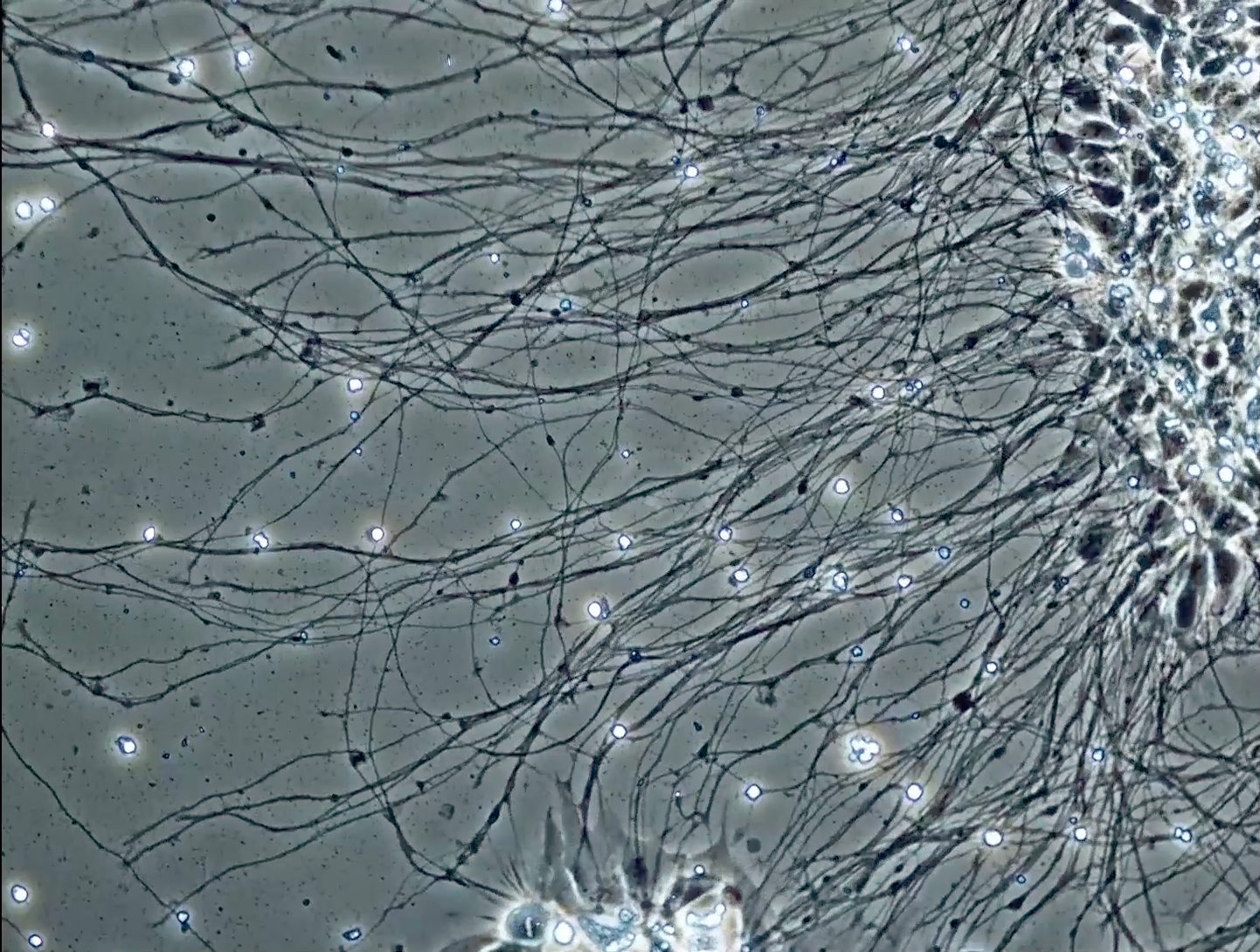 cellF neurons