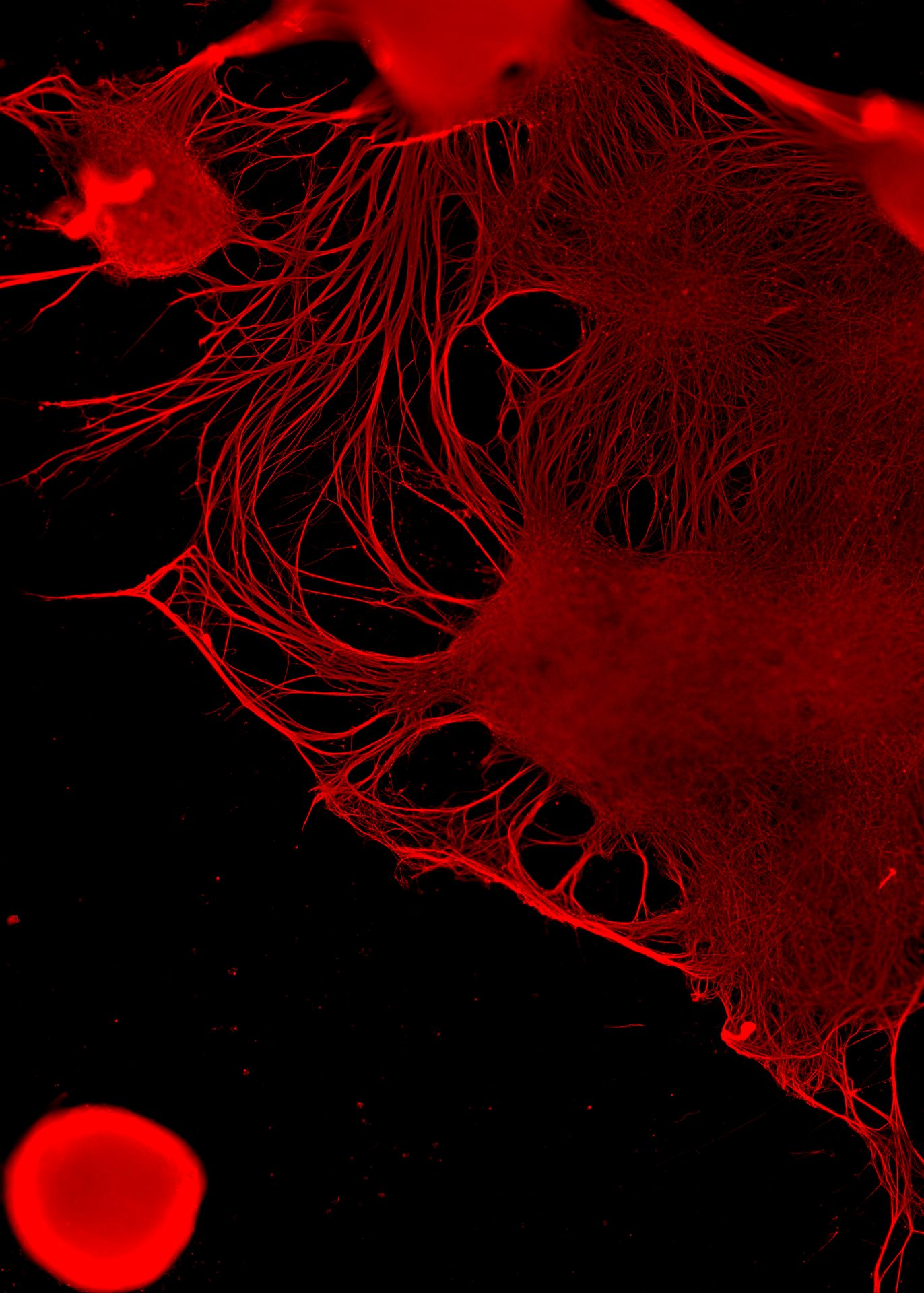 cellF neurons