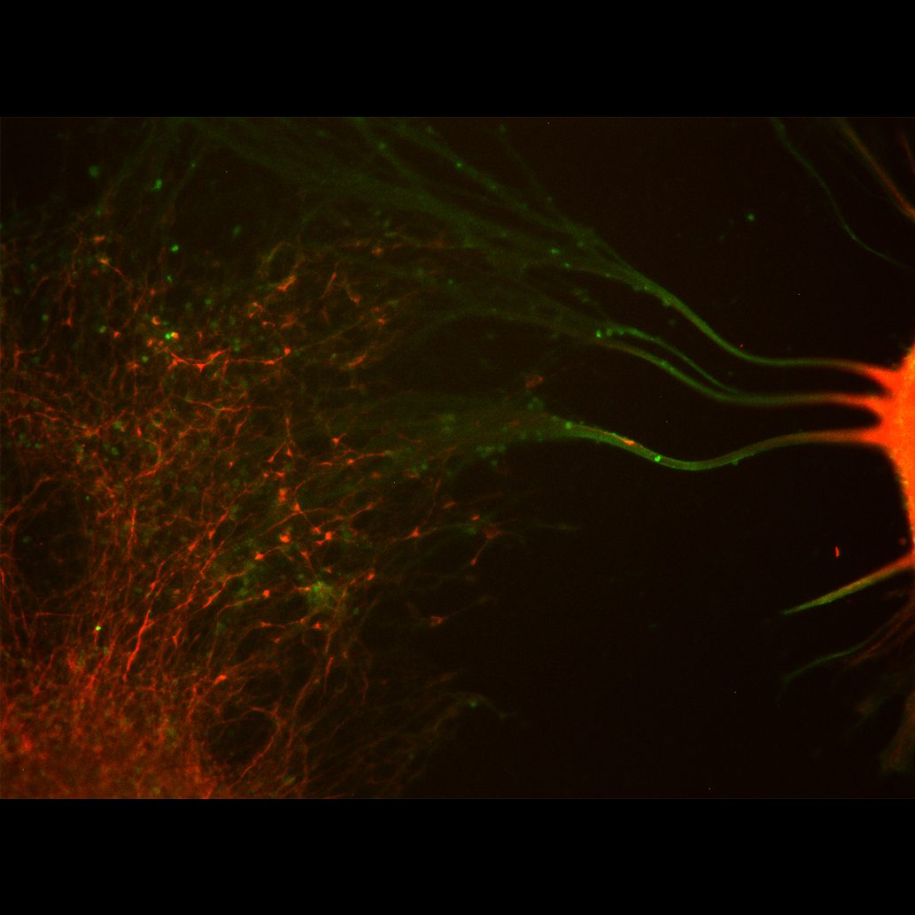 In Vitro Intelligence