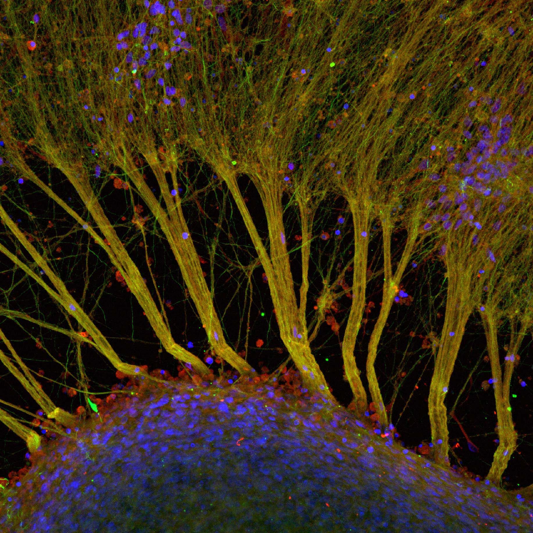In Vitro Intelligence