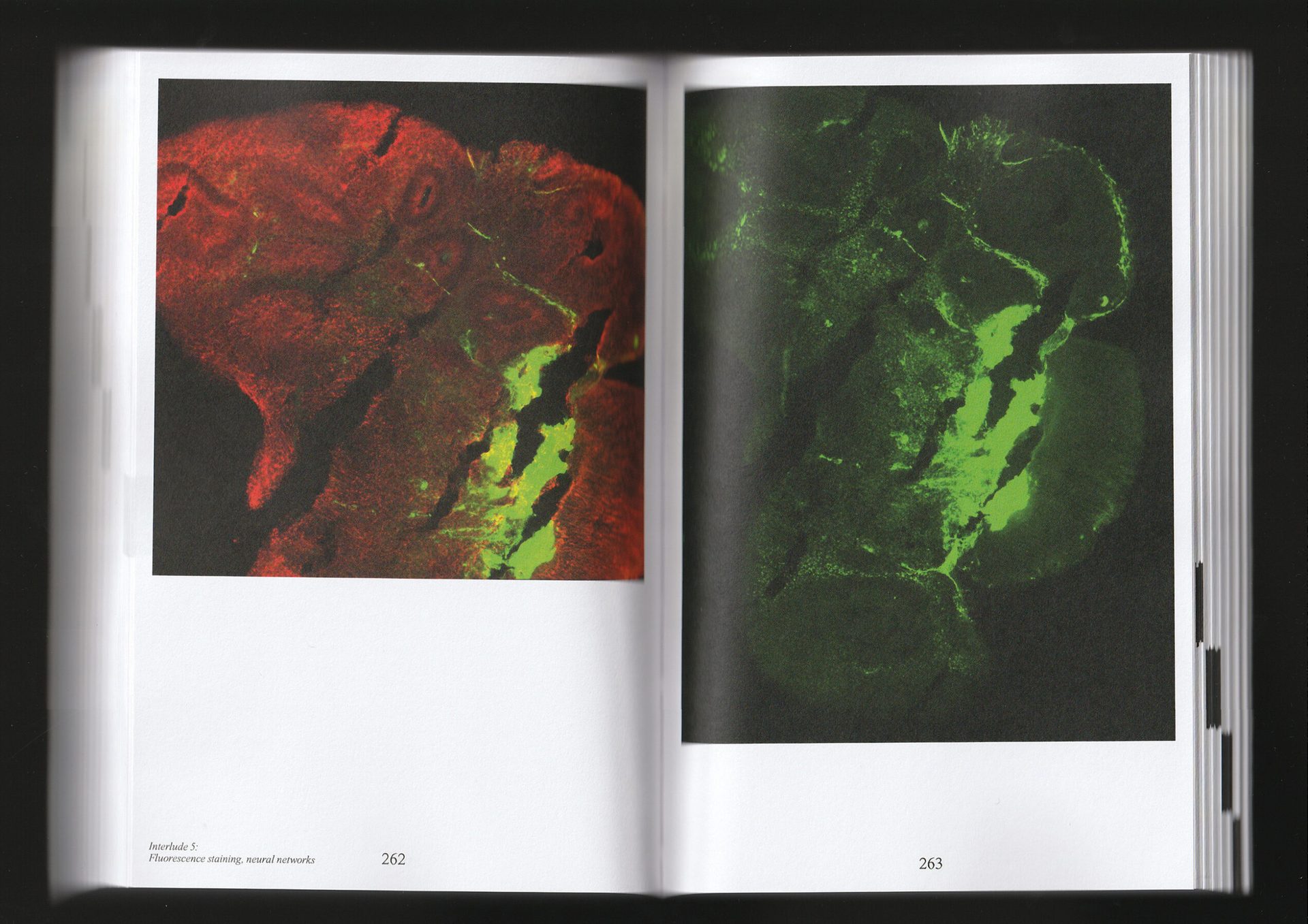 Revivification — The Book