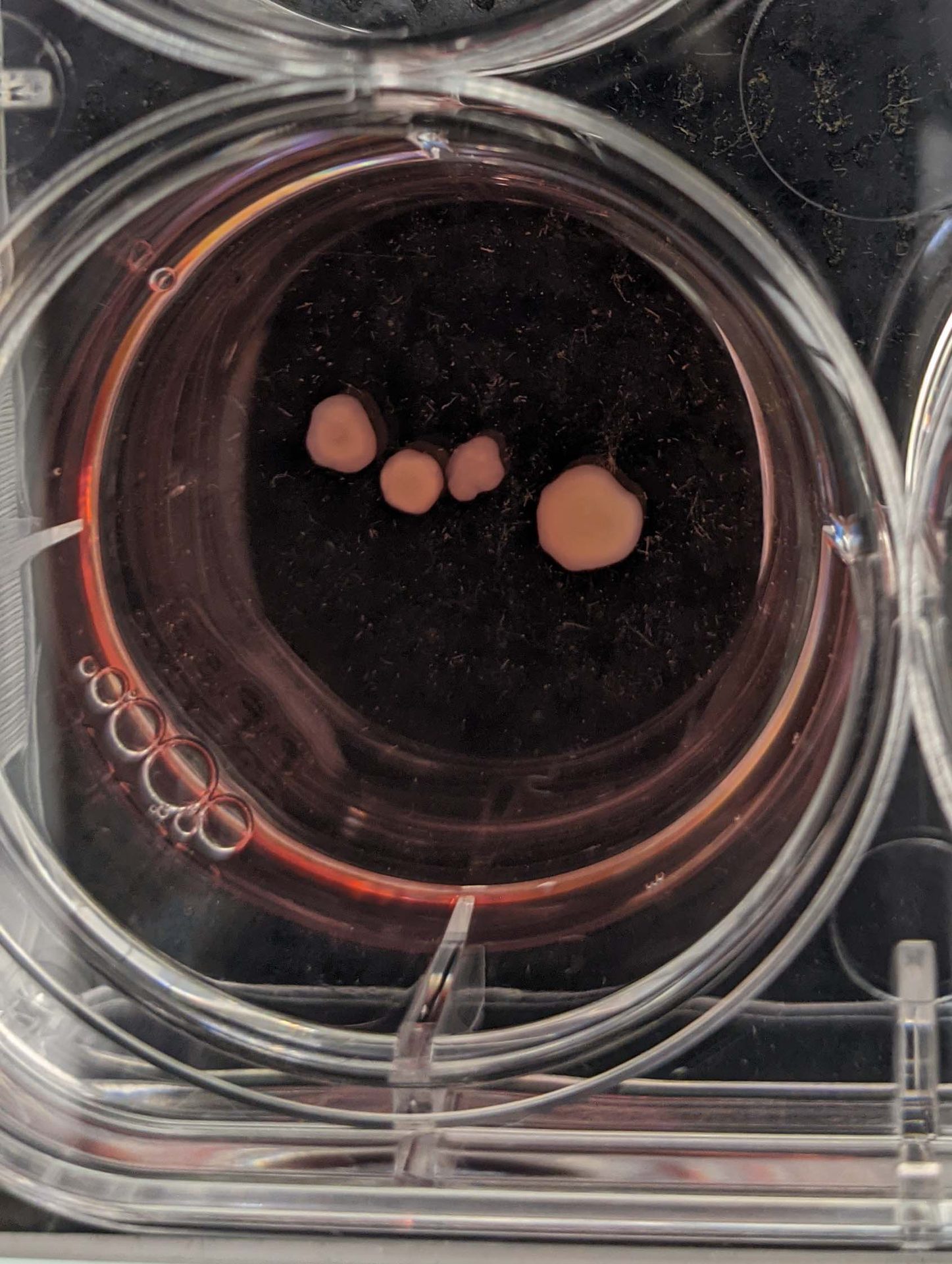 Organoid