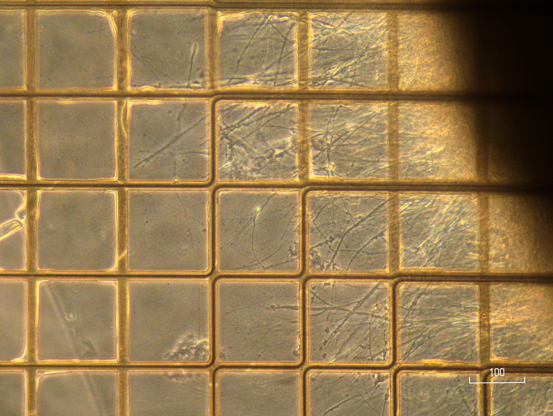 Organoid